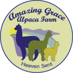 Amazing Grace alpacas